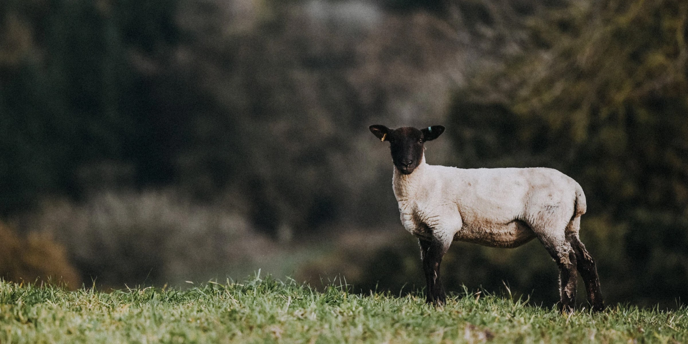 Pipers Farm